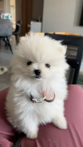 Lulu da Pomerânia fofinho