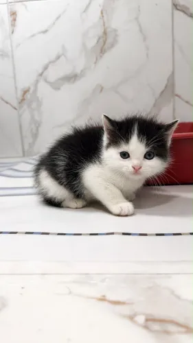 Lindos filhotes angora 
