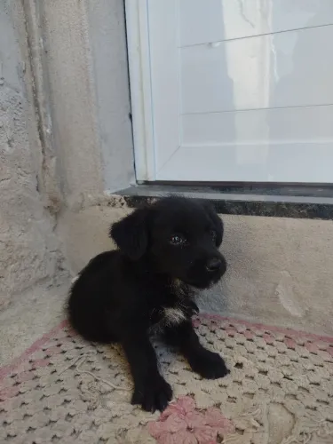 Animal de estimação