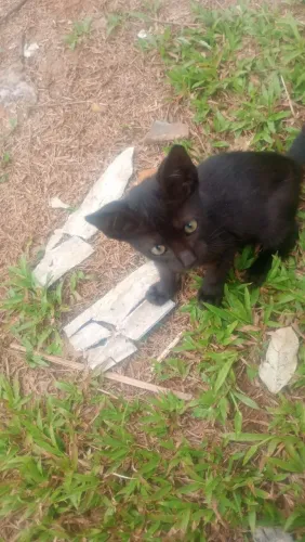 Gatos doação
