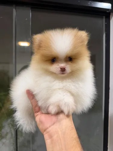 Spitz Alemão Anão