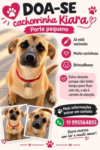 Doação de filhote de SDR com Pastor malinoa