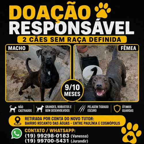 Doação Cachorro Porte Grande