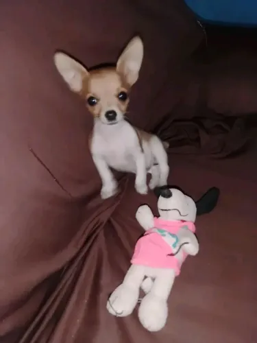 Pinscher fêmea bicolor 00