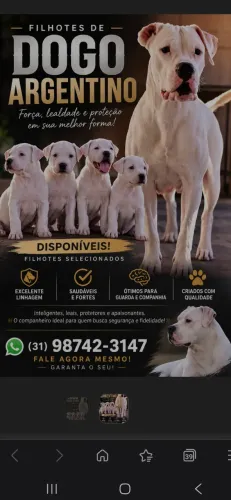 Filhotes Dogo Argentino