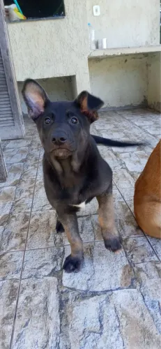 Pastor belga malinois (encarvoado) 