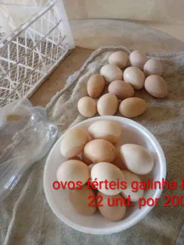 ovos férteis galinha Brahma 22und. Por 200$