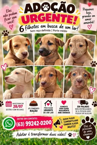 DOAÇÃO de Filhotes de cachorro para doação