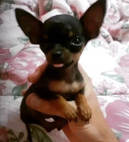 Filhotes de Pinscher 60 dias