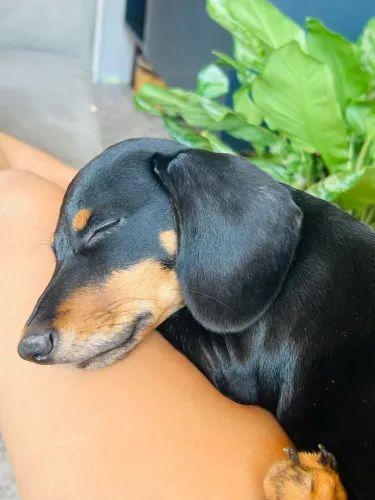 cachorro salsicha dachshund pelo curto 