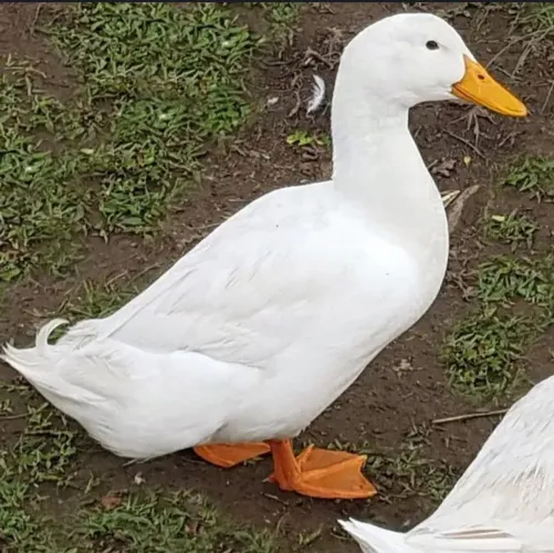 Vendo marreco pequim