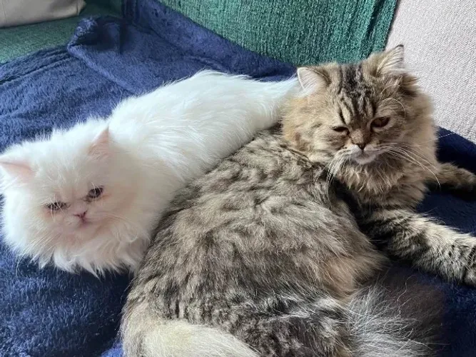 Gato Persa Doação Watis: *