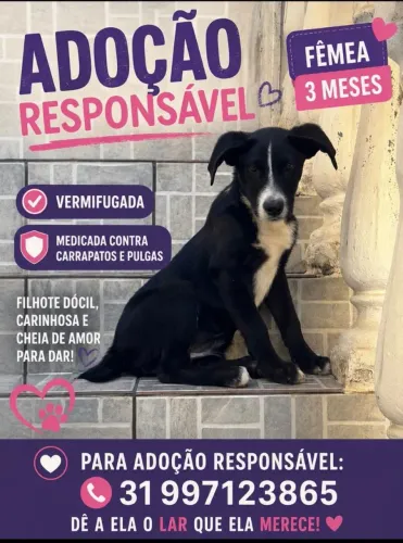 Doação responsável
