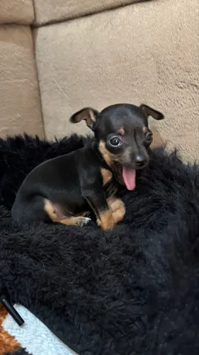 Filhote Pinscher 0
