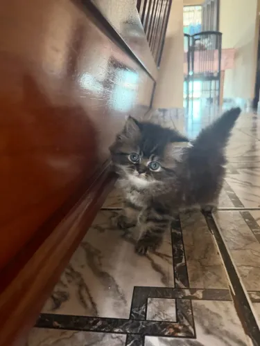 Gatinha persa 