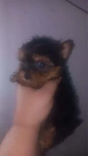 Cachorro 