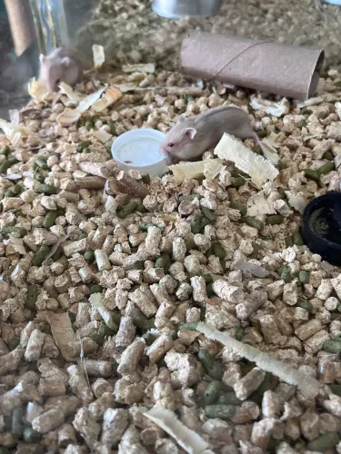 Hamster anão russo filhote 