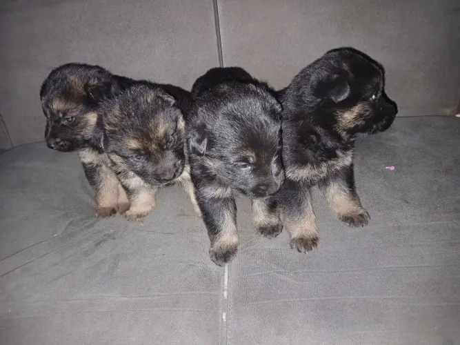 Vendo cachorro Pastor Alemão puro