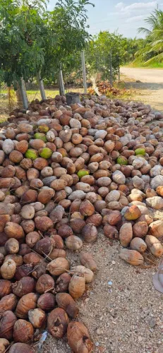 Coco seco pra vender no lote