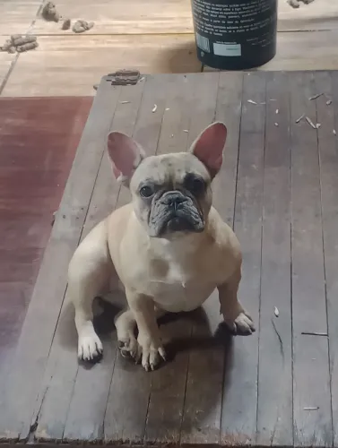 cachorro 