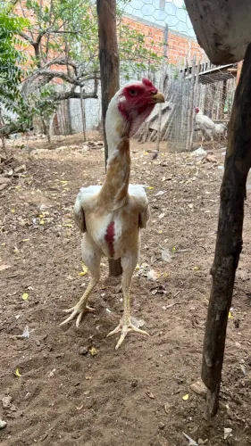 Índio gigante 