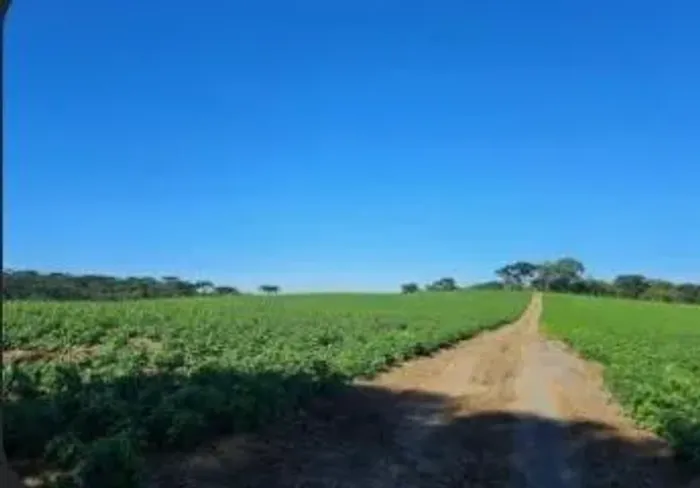 Oportunidade Fantásticas _Fazendas PR| MT| SP| GO