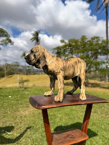 Fila brasileiro