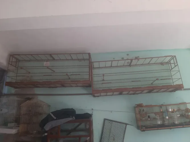 2 voadeira para trinca e passaros
