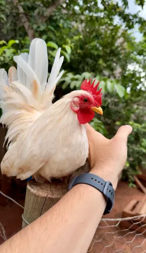 Franguinho garnizé Nagazaki 
