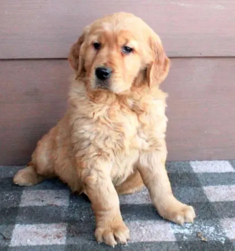 Golden Retriever filhotes prontos para novo lar