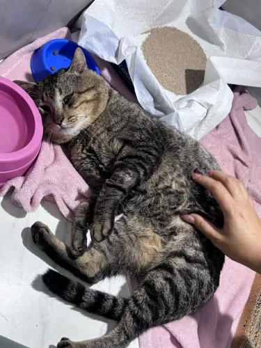 gatinho para doação