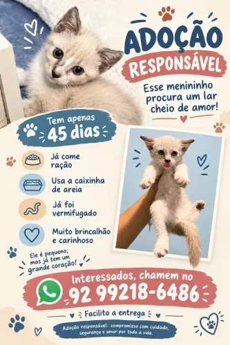 GATO FILHOTE MACHO - ADOÇÃO