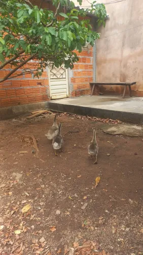 Ganso africano com 60 dias