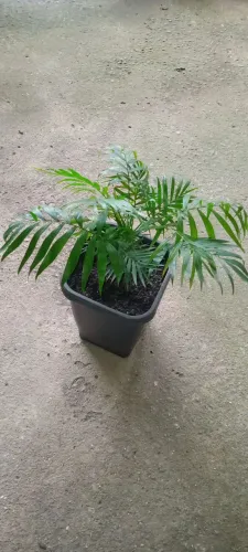 Palmeira Areca,Espada, Árvore da felicidade, café de salão, pata elefante