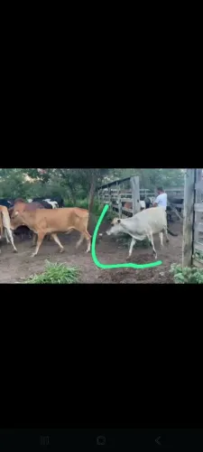 Novilhas girolandas e jersolandas 