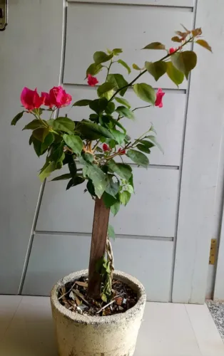 Boungainville - flor vermelha