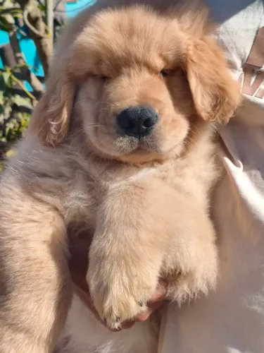 Filhotes Golden Retriever com Pedigree 