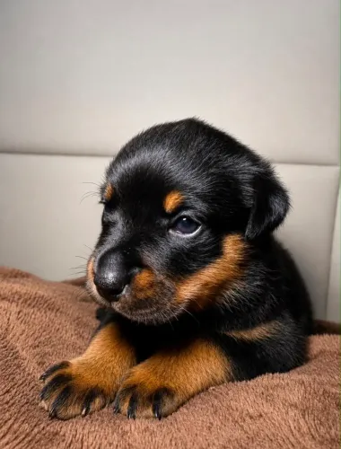 Rottweiler fêmea 