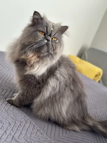 Gato persa 