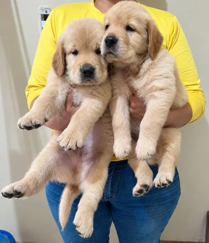 Golden retriever macho
