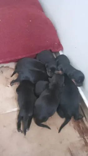 Filhotes de rotweiller 