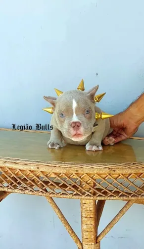 Exotic Bully Nano