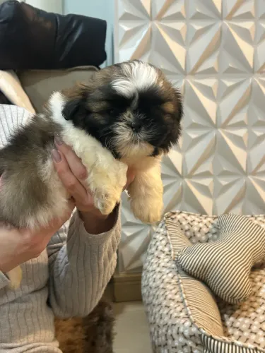 Shihtzu filhote