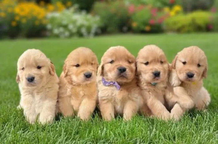 Doação de golden retrivier