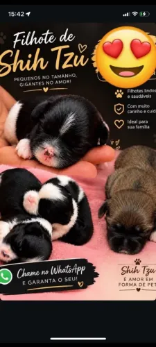 Vendo Cachorro da Raça shih Tzu, só chama se tiver interesse