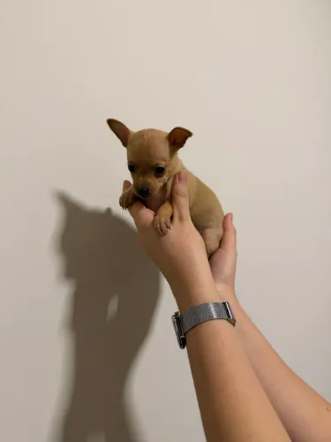 Pinscher Fêmea 1