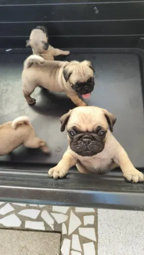 Filhotes Pug pronto pro seu novo lar