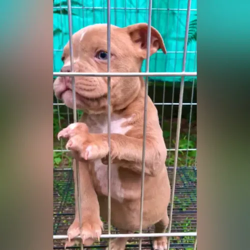 Macho filhote de American Bully 