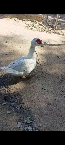 Pato