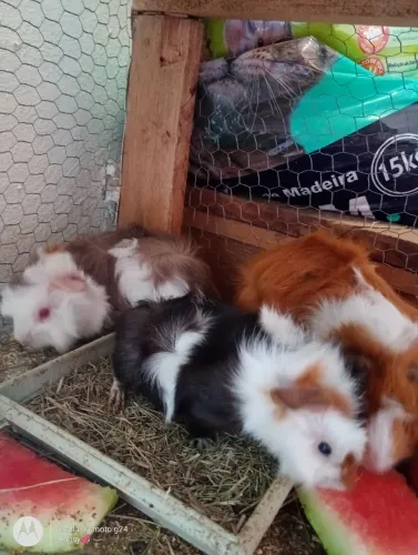 Porquinhos da índia abissíno 